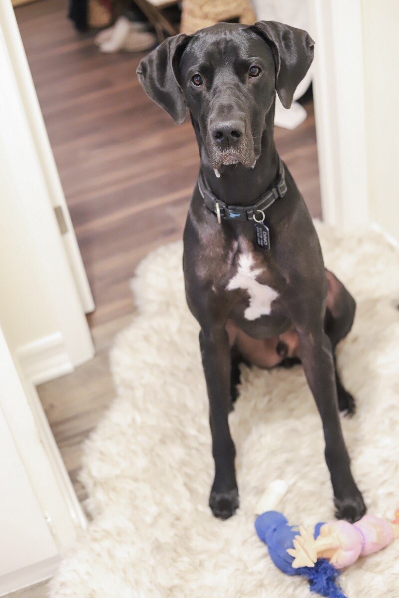 Best bed for great dane sales